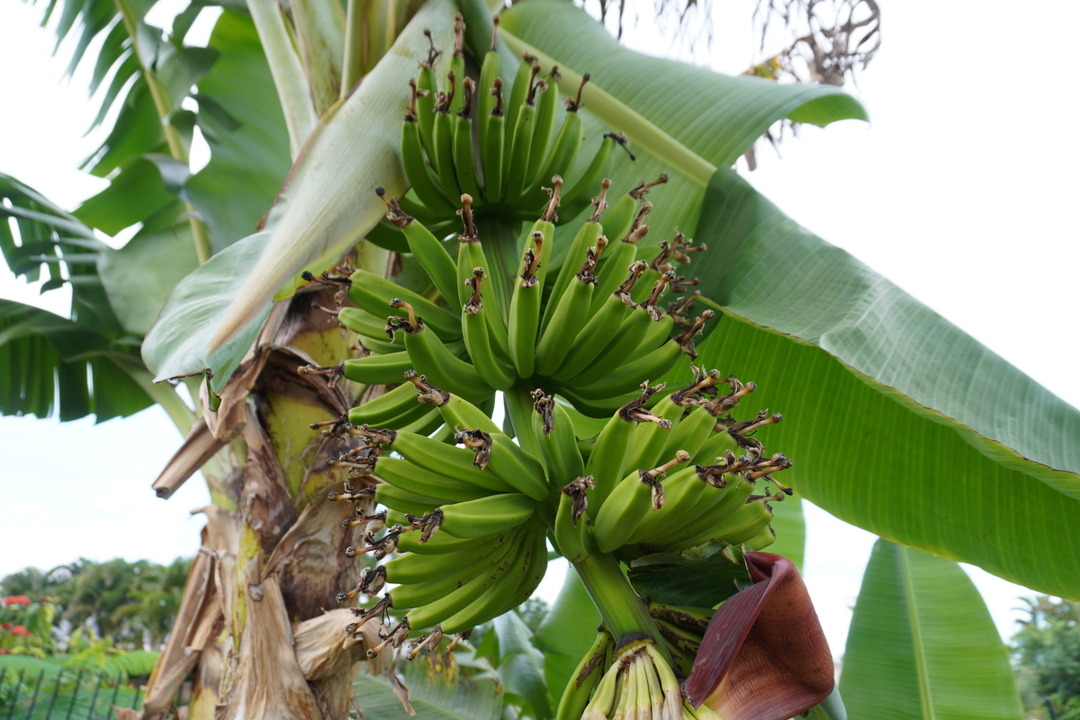 Banana Trees and the Way Time Feels