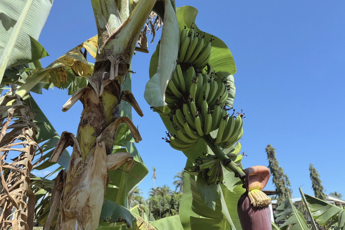 What the Bananas in Our Garden Taught Me About Growth