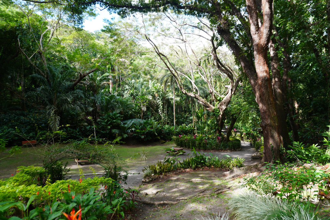 Immersed in the Greenery of the Sleeping Giant: Finding My Own Pace in Fiji