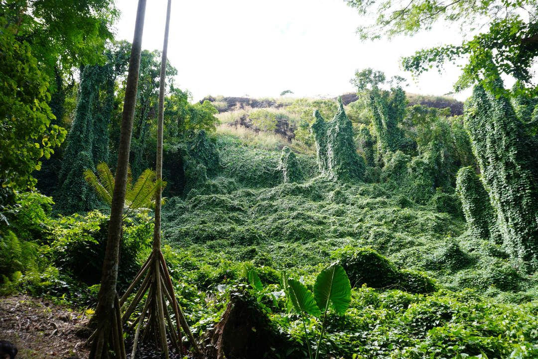 A Sneak Peek at Bula Fiji Magazine Vol.05