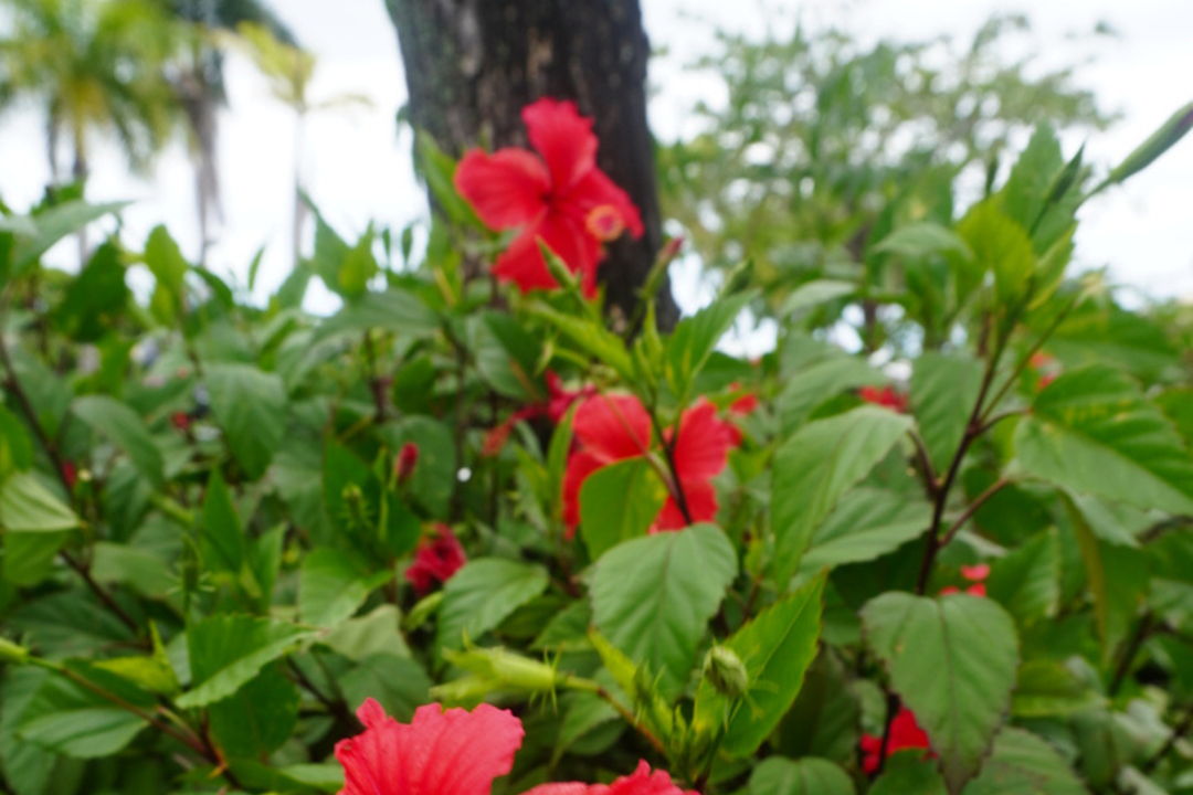 Sustainable Living in Fiji: What the World Can Learn from Island Life